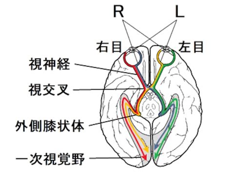 視交叉城郭|中枢神経による概日リズムの 視交叉上核の役割を中心に